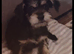 Female cavalier king Charles cross for sale