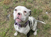 Female pocket bully abkc