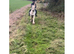 14hh Bombproof Allrounder Palomino Cob Mare