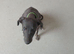 Male whippet x