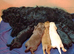 Cockapoo Puppies For Sale!!