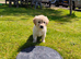 KC Golden Retrievers