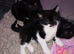 Black and white kitten