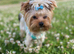 Beautiful small Yorkshire Terrier Pedigree
