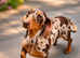 Beautiful Miniature Dachshund Female