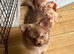 Cute Pomchi Puppies - 3 left