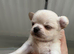 Long coat chihuahua boys