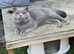 British Shorthair Blue Stud Service - GCCF & TICA Registered