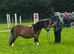 Tawna bred Miniature Shetland Mare