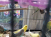 Beautiful baby budgies