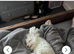 Poochon
