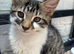 kittens available