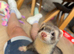 2 Male Ferrets