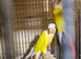 Proven breeding pair Suncheeck conure