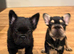 French bulldogs