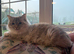 Pedigree Ragdoll female