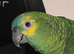 Ollie blue fronted amazon