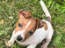 Beautiful Jack Russell pups
