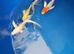 normal koi &pound;12 butterfly koi 6 -7inch &pound;20