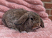 Mini lop