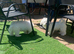 Purebred Maltese Puppies Female 3 Months Old