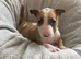 KC Registered English Bull Terrier Puppies