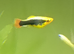 Two female platys free to good home