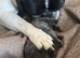 Puppy frenchies