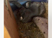 Two female mini Rex is