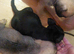 2 male frugs