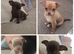 Chihuahua puppy Ready Now