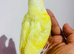 Gorgeous baby crimino conure