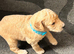 8 beautiful Goldendoodle puppiesjavascript:;