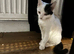 1 months old female kitten
