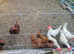 Laying chickens