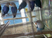 Baby lovebirds Glasgow
