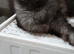 Maine Coon kittens
