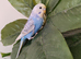 Budgies 2 months old