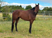 Stunning Bombproof Gelding.