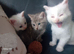 2 beautiful white fluffy kittens and one grey tabby
