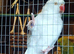 Angel  needs a new loving home