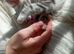Tuxeto/bengal kittens ready now
