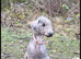 2 year old bedlington terrier