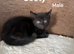 Kittens for sale