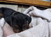 pattern dale cross yorkshire terrier
