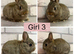 Netherland Dwarf Baby Bunnies