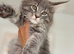 Ready this weekend, TICA registered Maine coon kitten