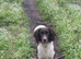 English springer spaniel