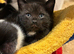 Female kittens
