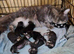 Maine Coon kittens for sale